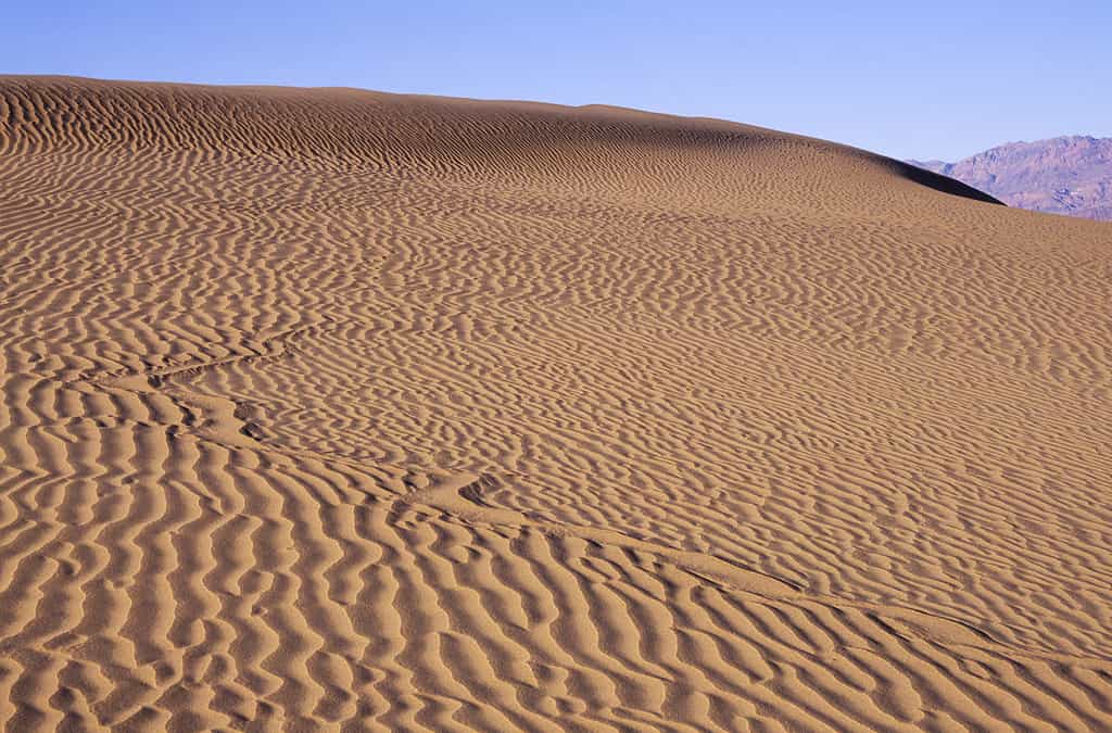 Snake track on a sand dune in Death Valley