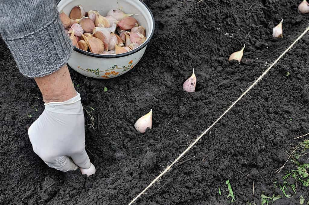 farmer's hand planting garlic in the vegetable garden