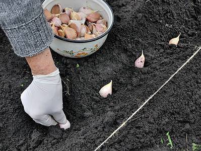 A The 10 Best Root Vegetables to Plant in September
