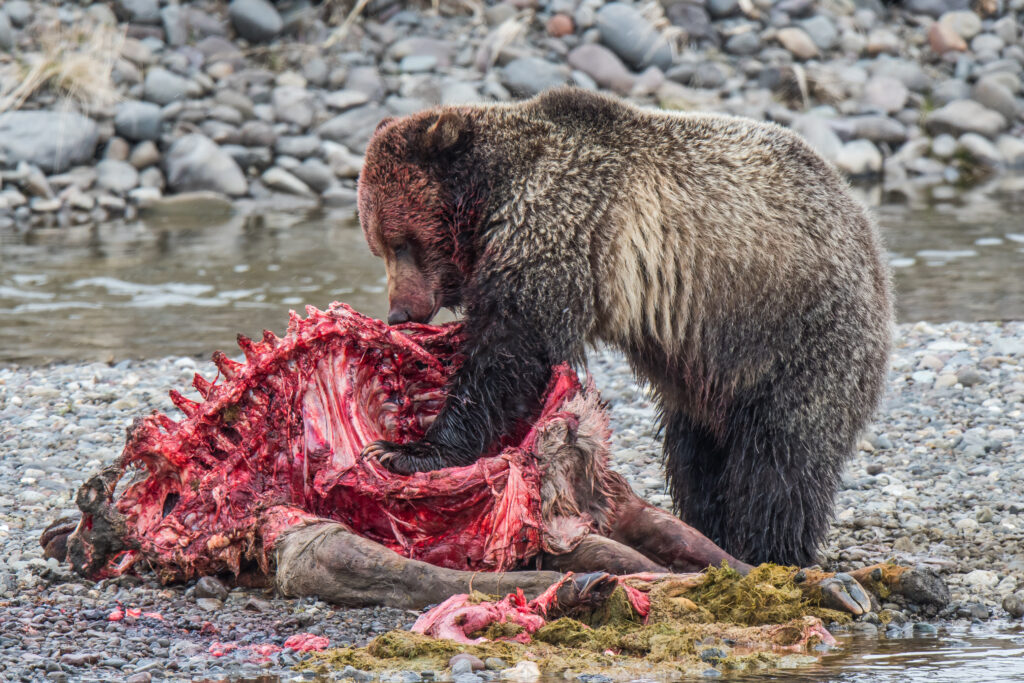 grizzly bear feeding on an elk along the Lamar River, Yellowstone