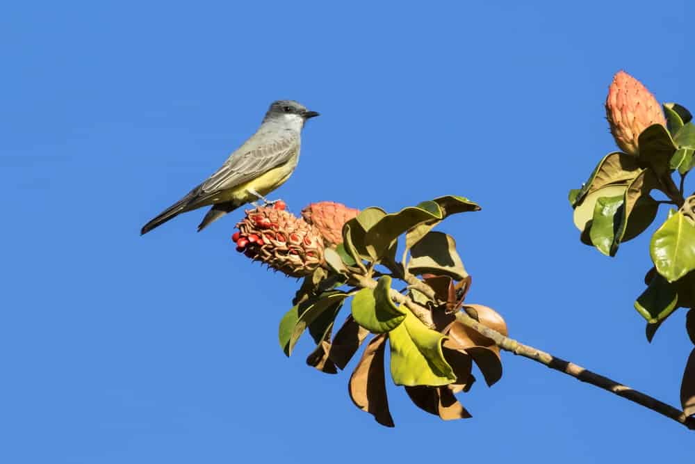 Cassin's kingbird