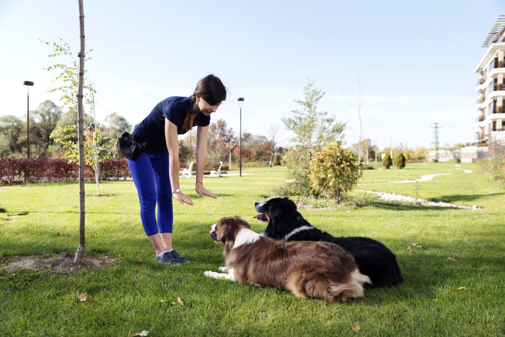 Two Dogs Laying Obey Training Selective focus