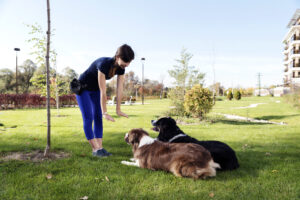 5 Most Effective Types of Obedience Training for Dogs Picture