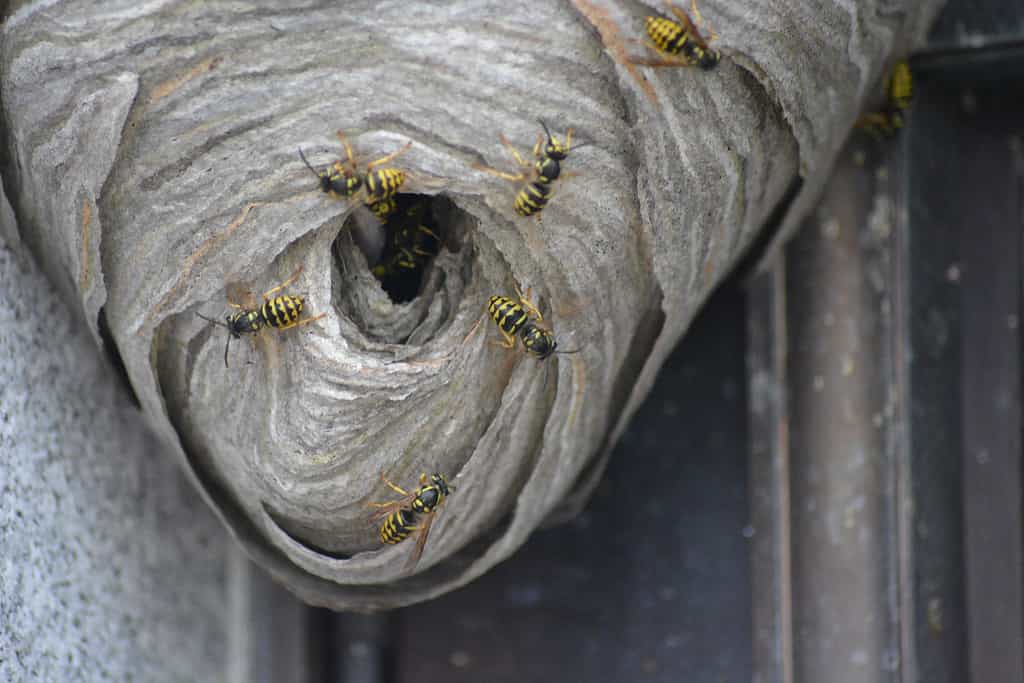 types of bee nests