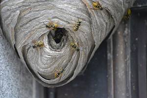 3 Natural and Effective Ways to Get Rid of Yellow Jackets Picture