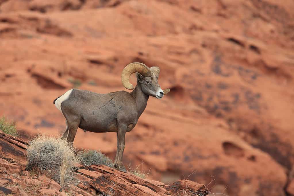 Bighorn sheep Valley of Fire Nevada