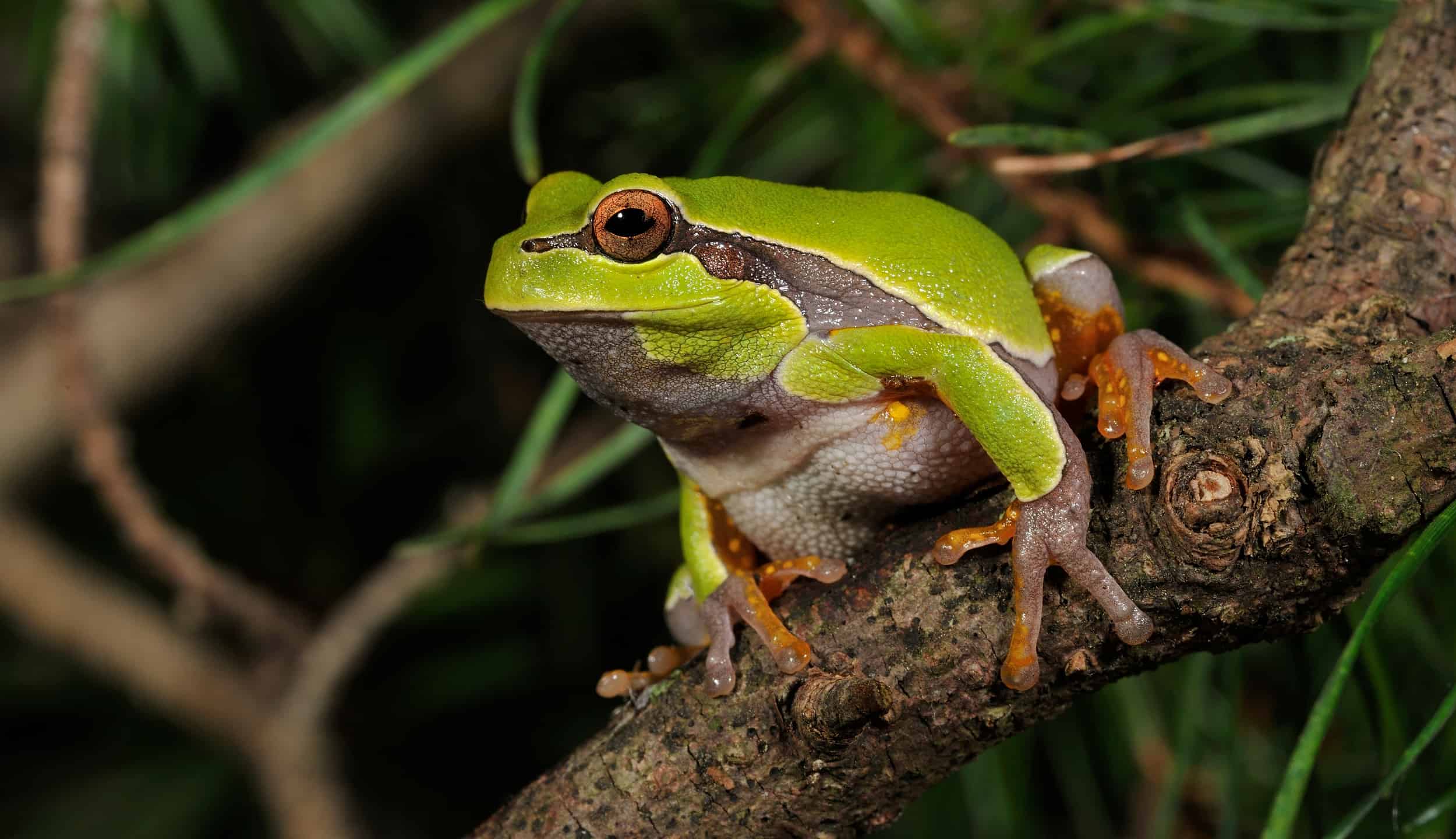 Species Profile: Green Treefrog (Hyla cinerea)