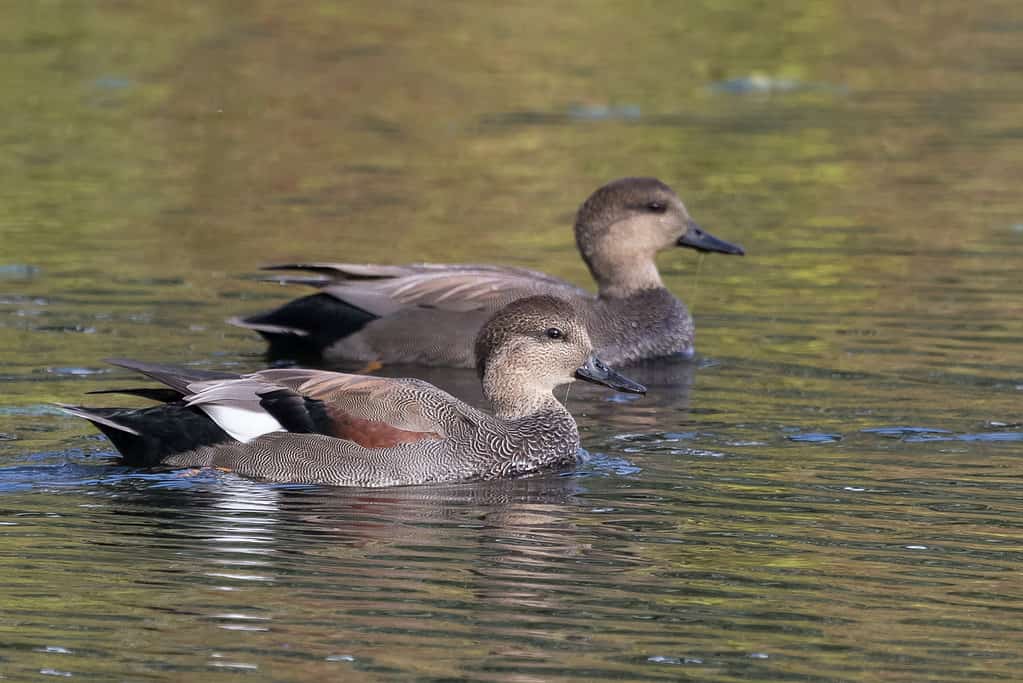 Pair of Gadwall Ducks Swimming