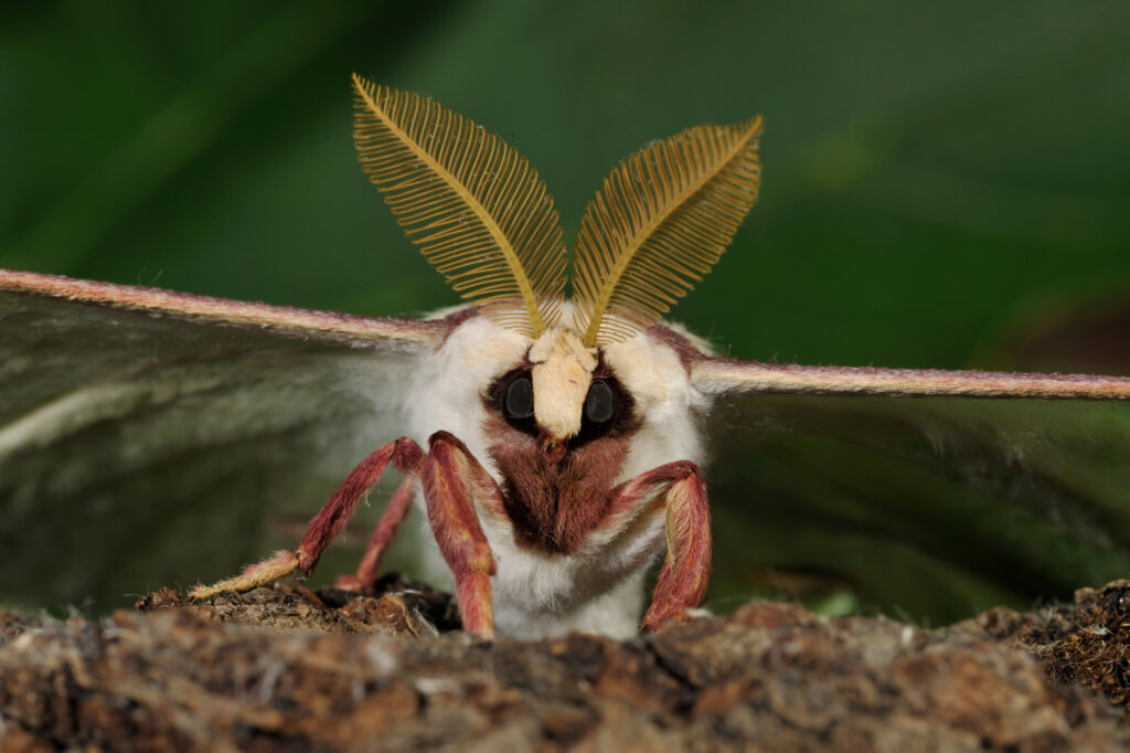 Luna Moth (Actias luna) male portrait