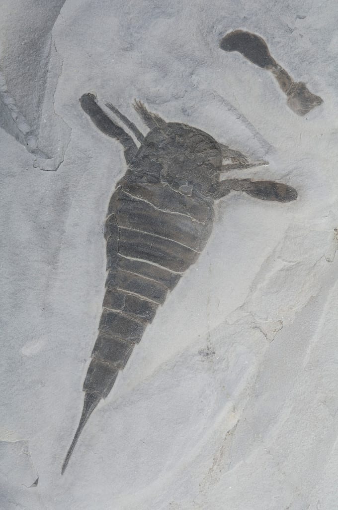 eurypterid fossil Eurypterus remipes Late Silurian Period Passage Gulf, NY USA