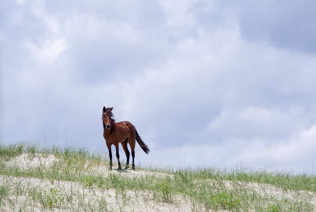The wild Spanish Colonial Mustang is the state horse of North Carolina.