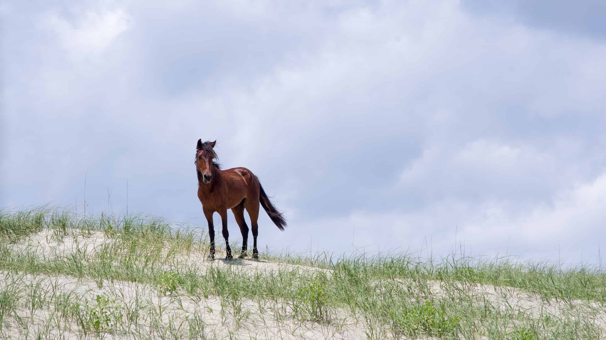 The wild Spanish Colonial Mustang is the state horse of North Carolina.