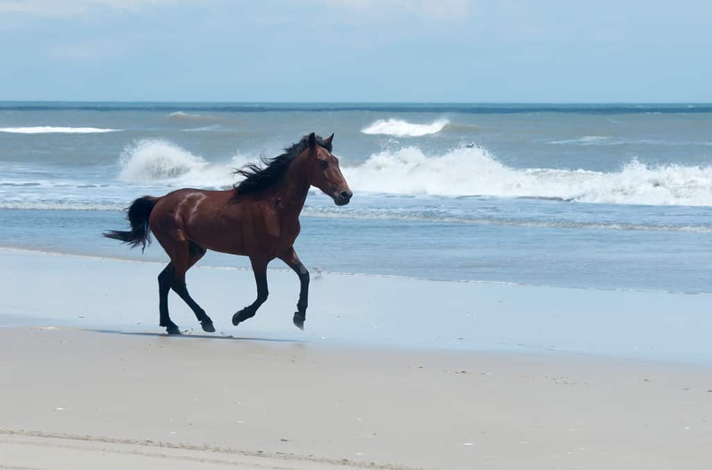 Wild Colonial Spanish Mustangs on the dunes and beach in northern Currituck Outer Banks