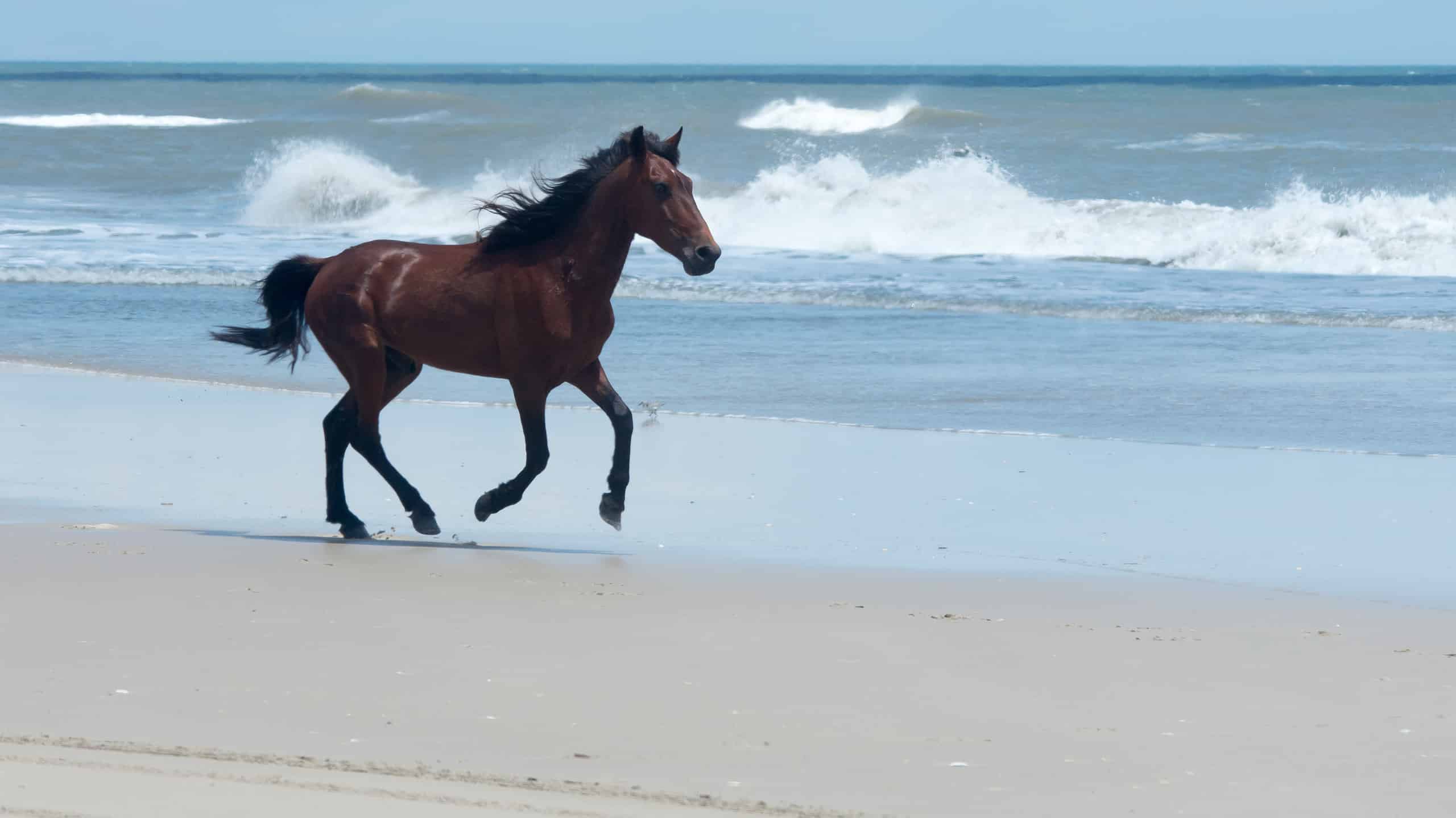 Wild Colonial Spanish Mustangs on the dunes and beach in northern Currituck Outer Banks