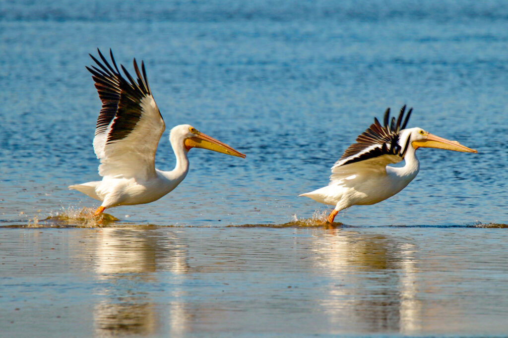 Pelicans are known for their distinctive long bills and throat pouches