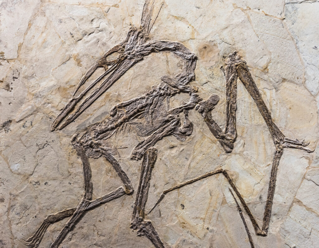 Pteranodon fossil on rock