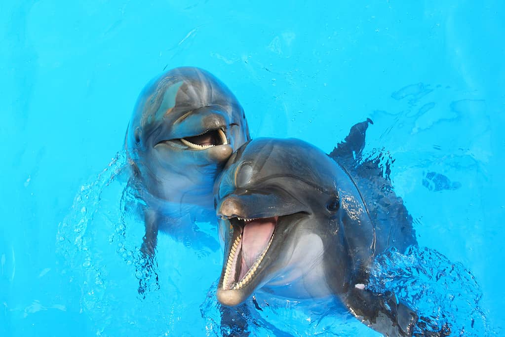 Two dolphins swim in the pool. The dolphins are gray and their mouths are open. The water is swimming pool blue.