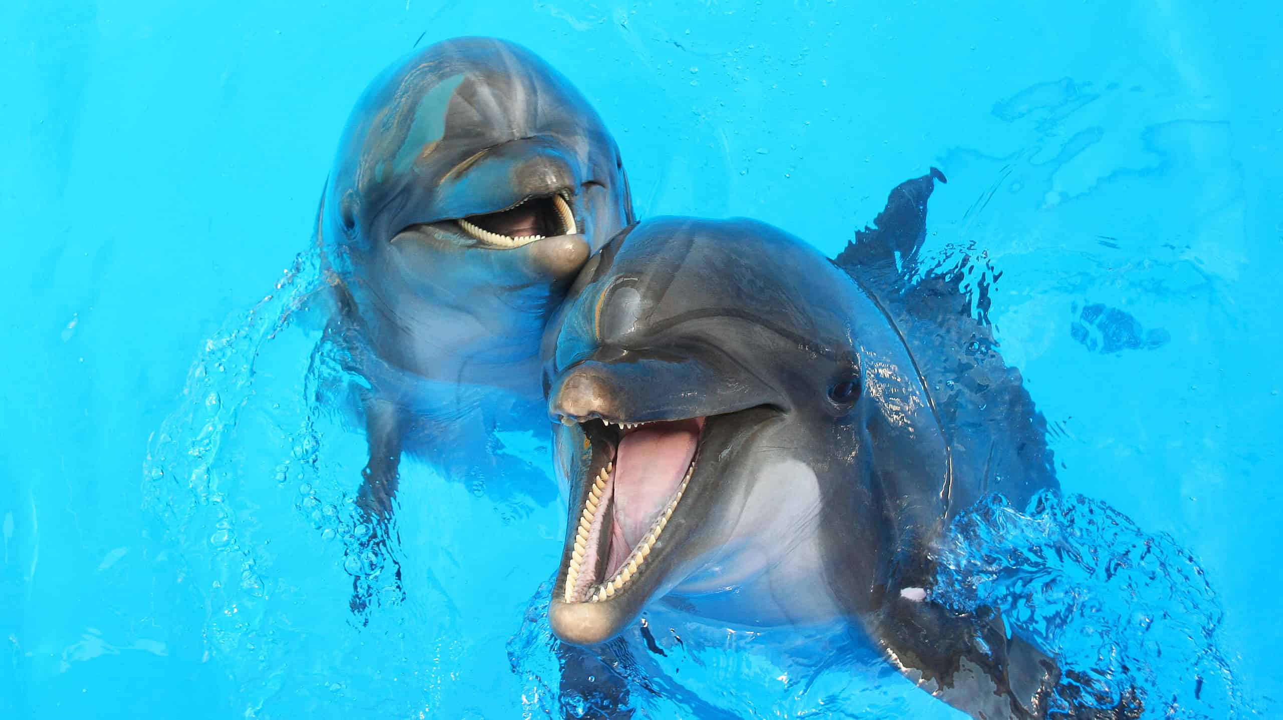 Two dolphins swim in the pool. The dolphins are gray and their mouths are open. The water is swimming pool blue.