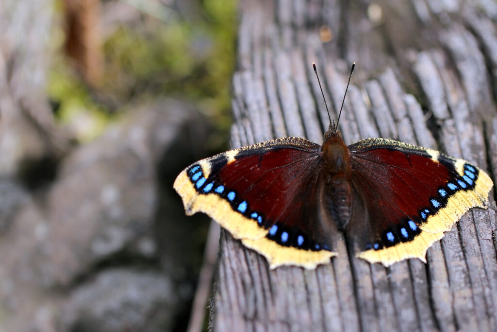 Mourning Cloak Butterfly