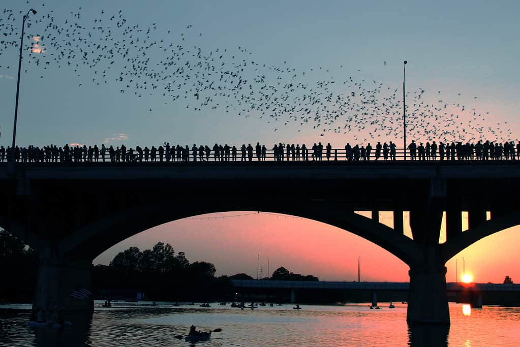 Congress Avenue Bridge