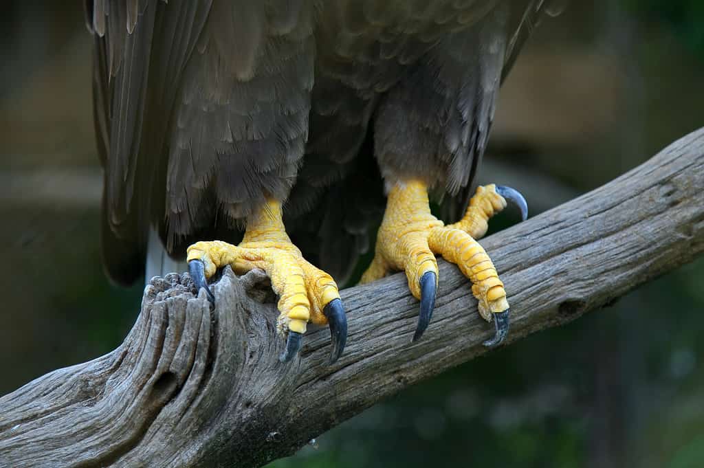 close-up of an eagle's feet. The feet are sinewy and yellow with long dark nails/claws. The eagle is perched on a tree branch.