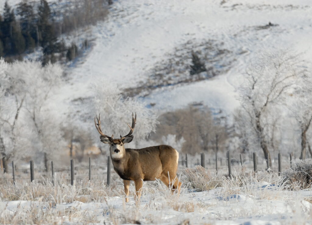 Large Mule Deer Buck on a frosty morning watching for hunters.