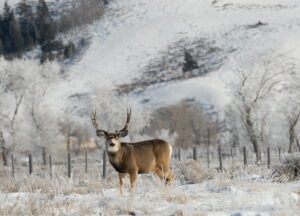 Discover The Largest Mule Deer Ever Caught In Montana Picture