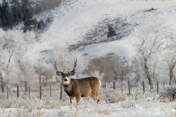 Discover the largest mule deer ever caught in Montana. You won't believe the context in which it was captured!
