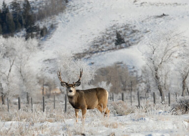 Best Deer Hunting States in the United States Top Picks for Hunters