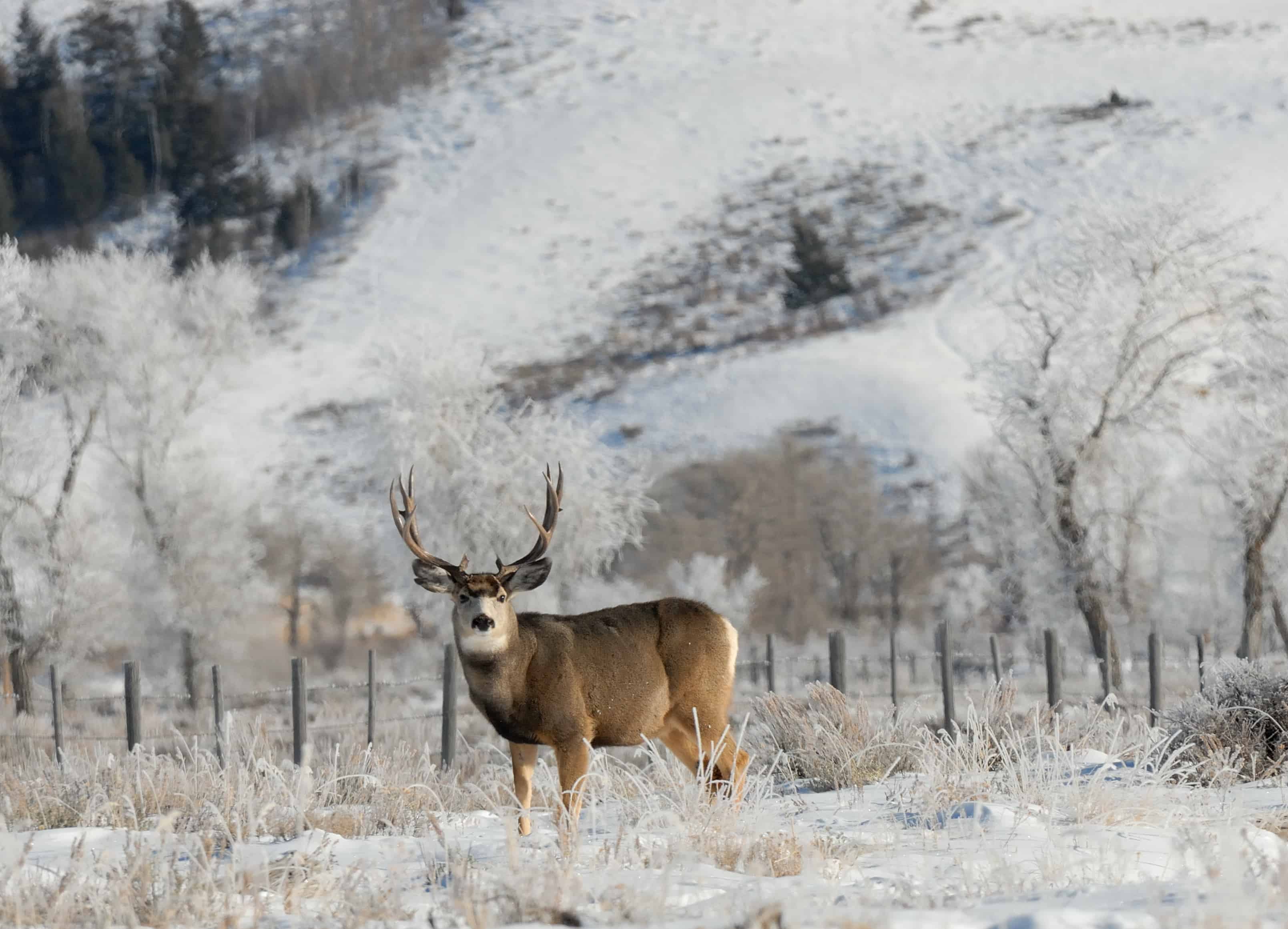 Discover The Largest Mule Deer Ever Caught In Montana - AZ Animals