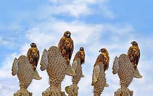 What Is a Group of Hawks Called? Picture