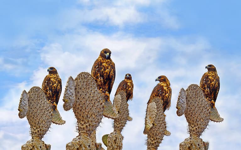 Group or Kettle of Galapagos Hawks on Cacti in Santa Fe, New Mexico