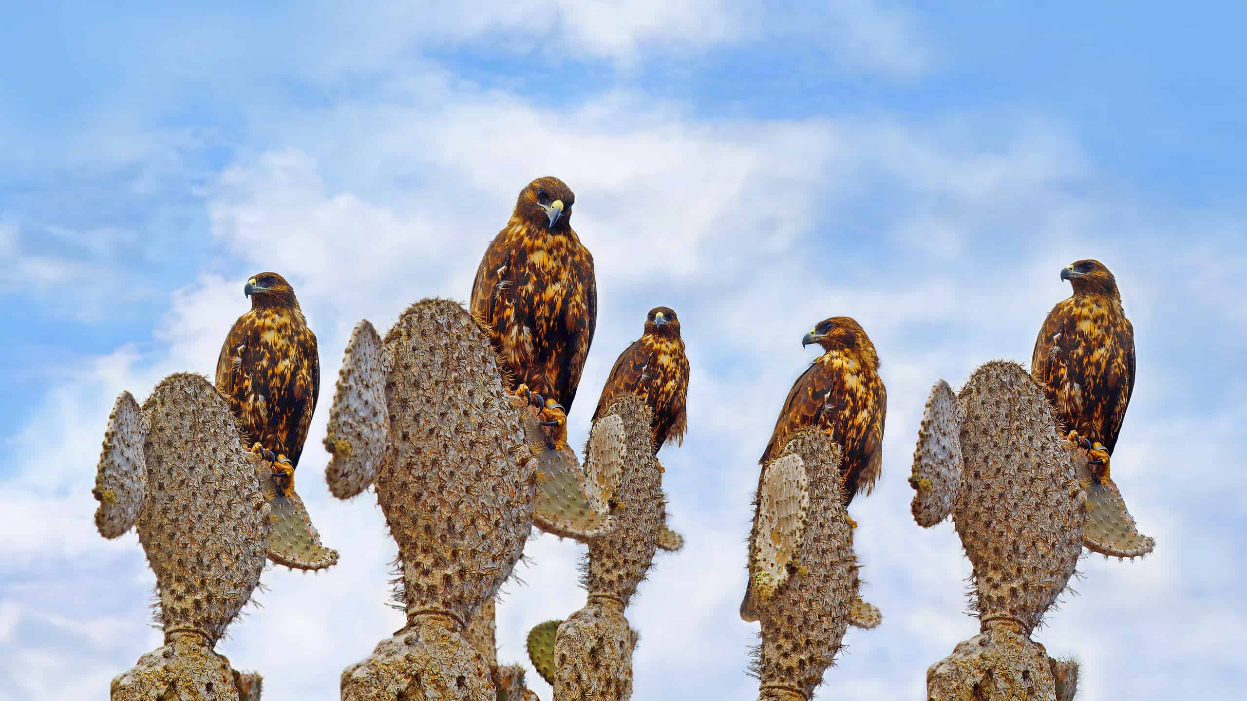 What is a Group of Falcons Called  