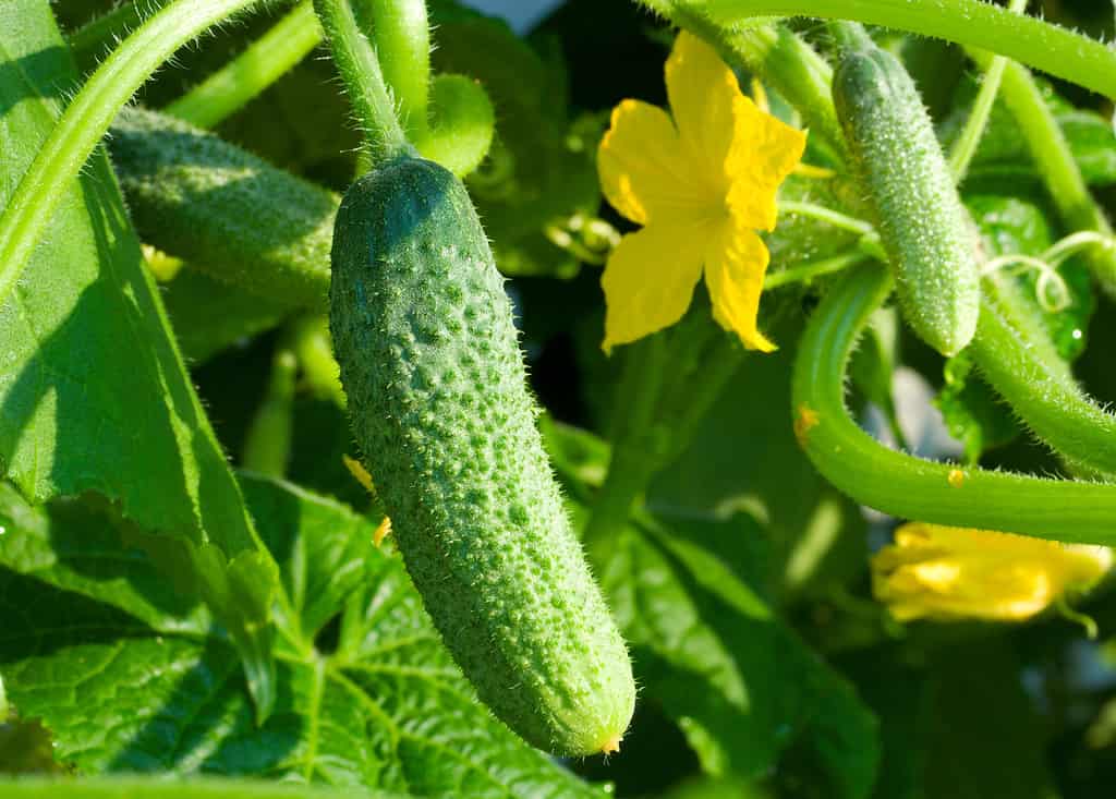 growing cucumbers in the garden