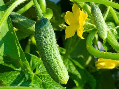 A Cucumber Overload! 6 Ways to Make Great Use of a Huge Harvest