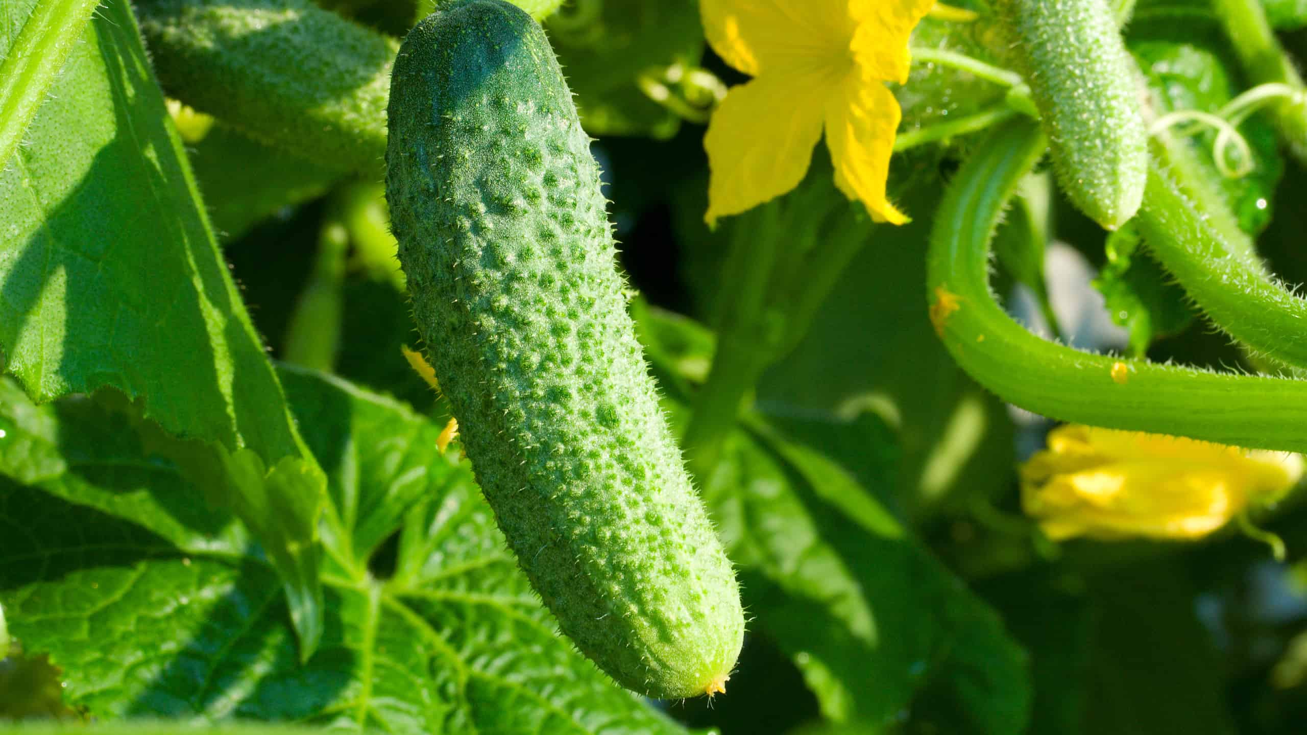 growing cucumbers in the garden