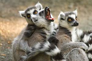 Lemur Teeth Picture