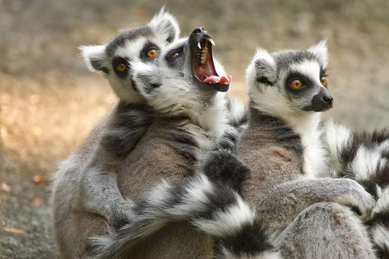 Yawning Ring-tailed Lemur (Lemur catta) with two other lemurs. Three total lemurs. The lemur in the center frame has its mouth open, exposing its canine teeth. The lemurs are taupe colored on their backs. They have white bellies. That have taupe and white rings on their tails.