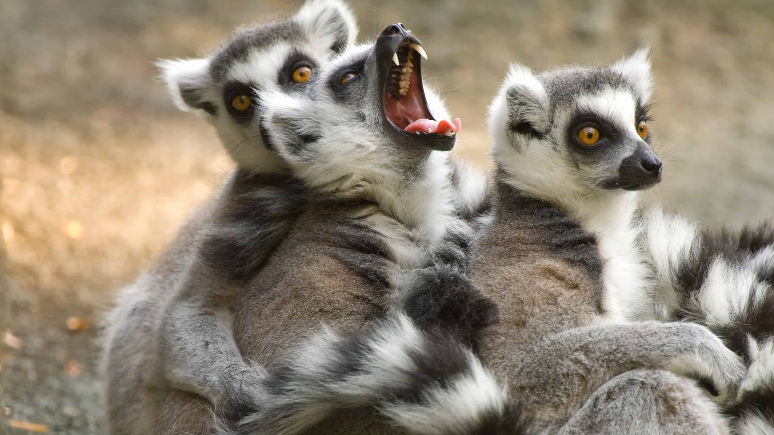 Yawning Ring-tailed Lemur (Lemur catta) with two other lemurs. Three total lemurs. The lemur in the center frame has its mouth open, exposing its canine teeth. The lemurs are taupe colored on their backs. They have white bellies. That have taupe and white rings on their tails.
