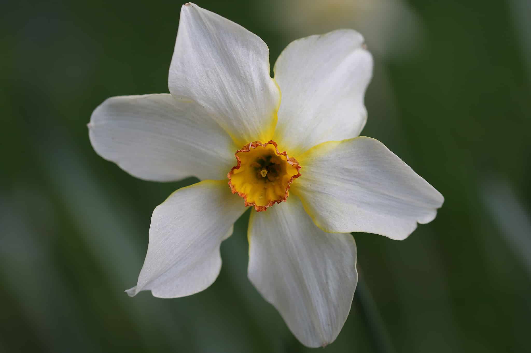 10 Types of Small-Cupped Daffodils - AZ Animals