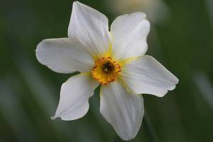 10 Types of Small-Cupped Daffodils Picture