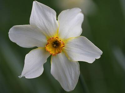 A 10 Types of Small-Cupped Daffodils