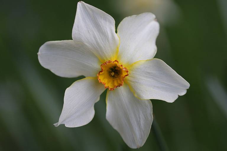 Small Cupped Daffodil