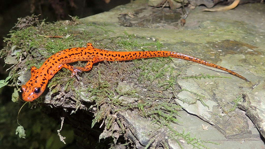 Spotted tail cave salamander on rock