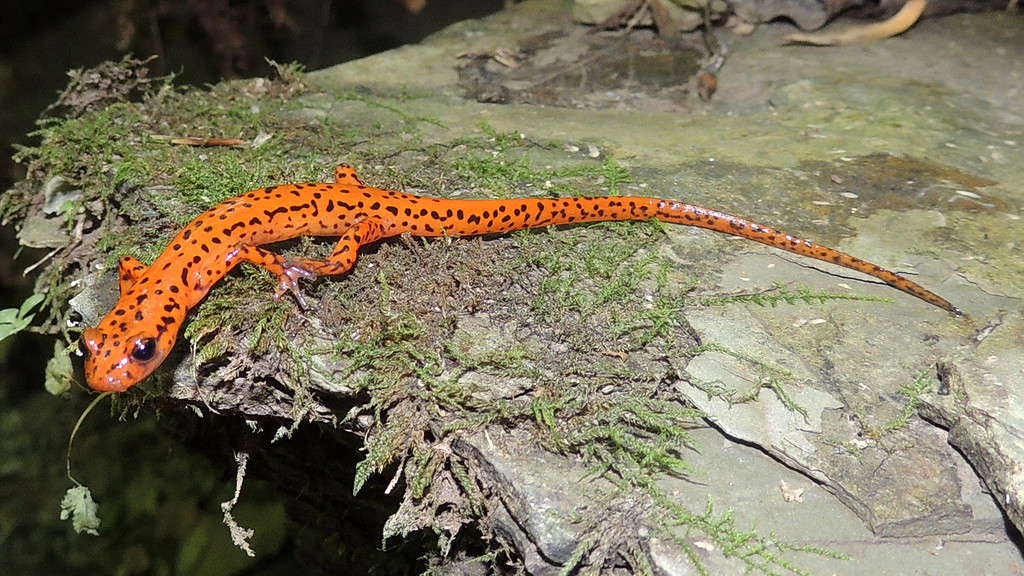 A close-up of a red and black Spotted Salamander.