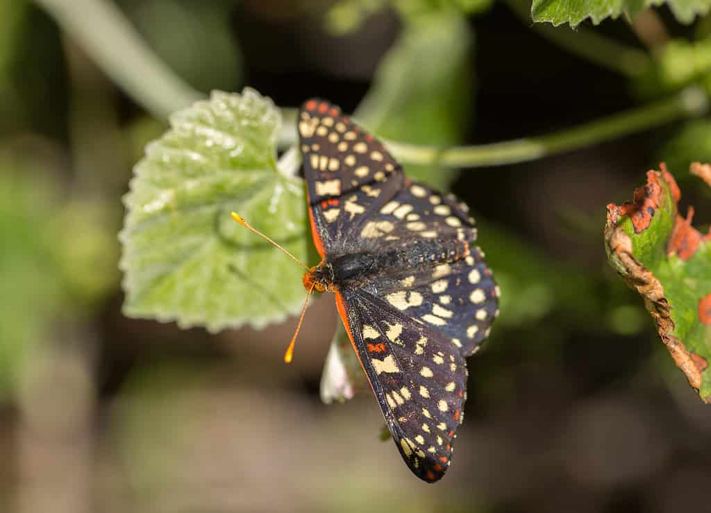 Variable Checkerspot sits on a leaf