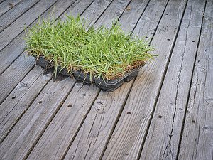 Zoysia Grass Plugs: Does It Really Work? Picture