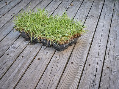 A Zoysia Grass Plugs: Does It Really Work?