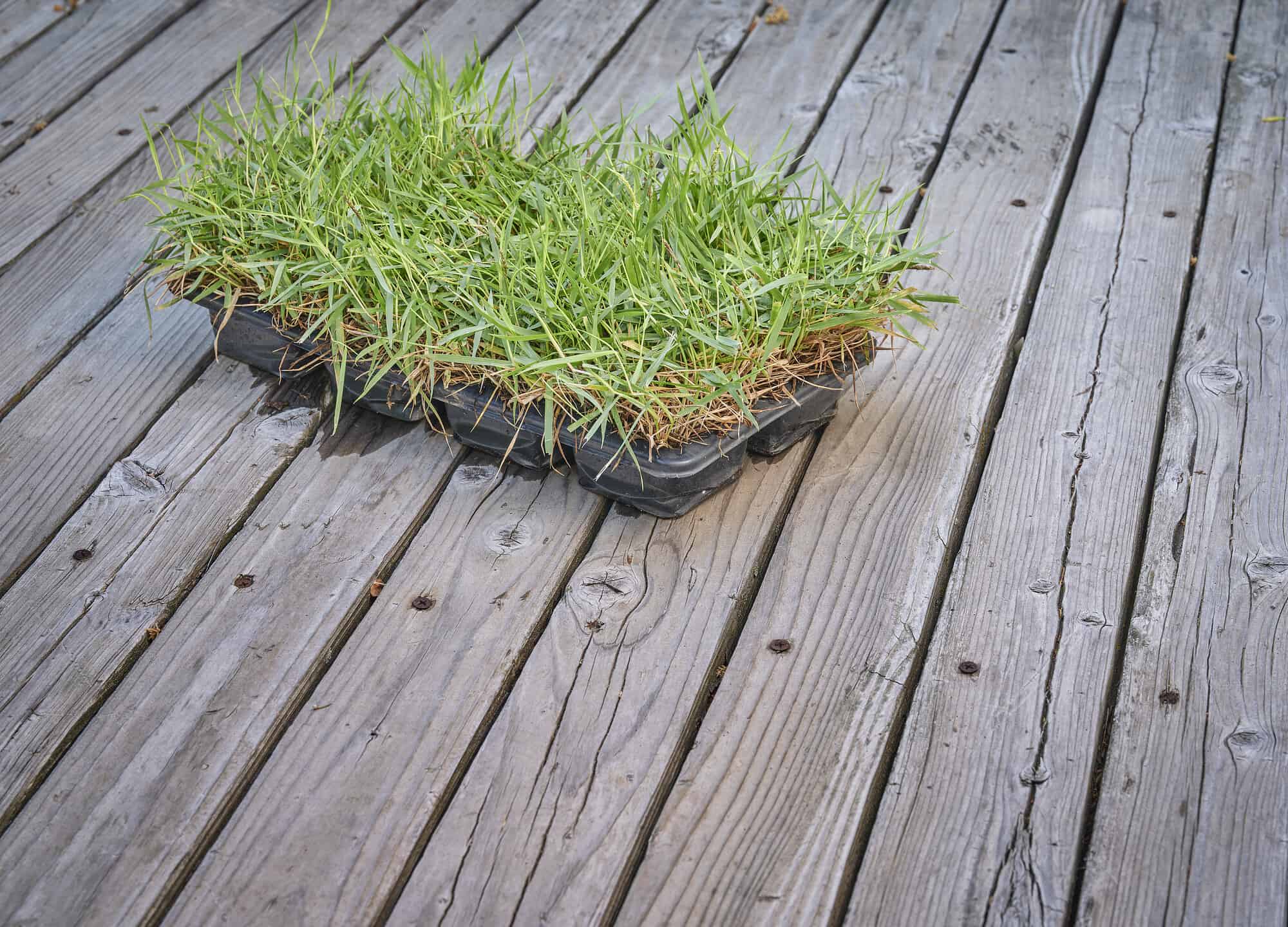 Plug of Zoysia grass on wooden deck