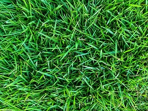 Zoysia Grass in Florida: Best Types, Planting Tips, and More photo